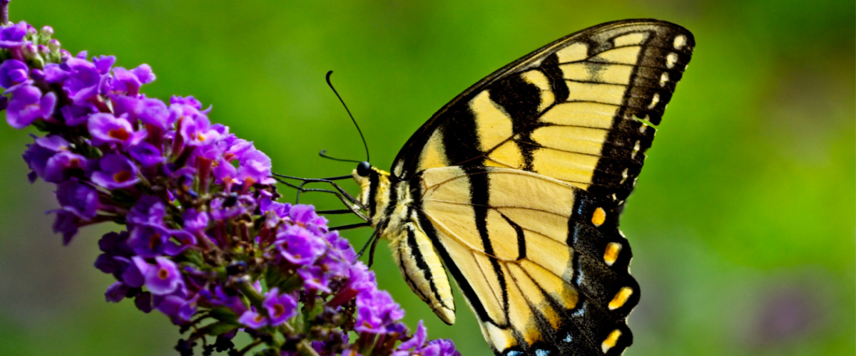 Yellow Butterfly